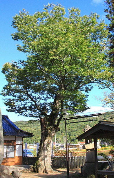 賀茂神社のケヤキ