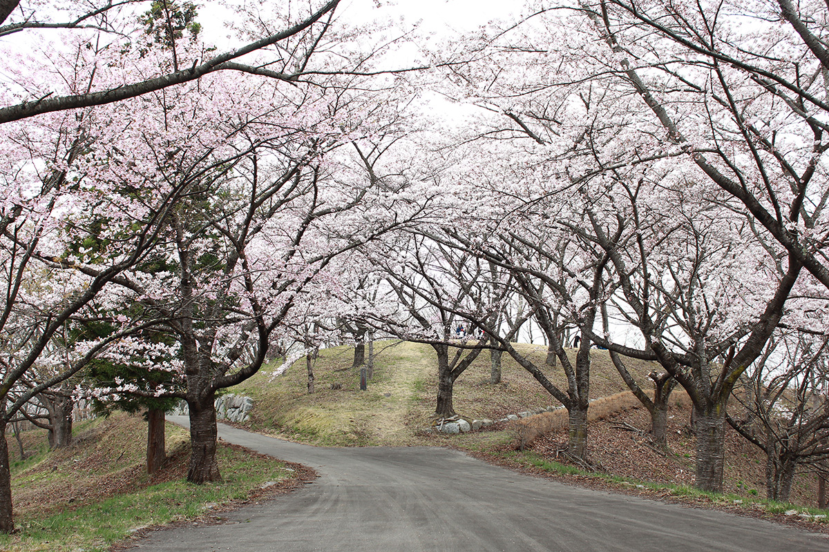 さくらの公園
