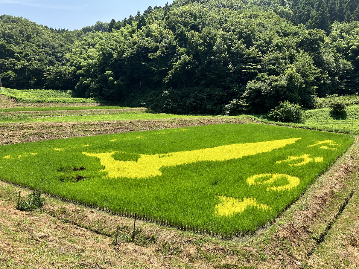 鷹巣田んぼアート