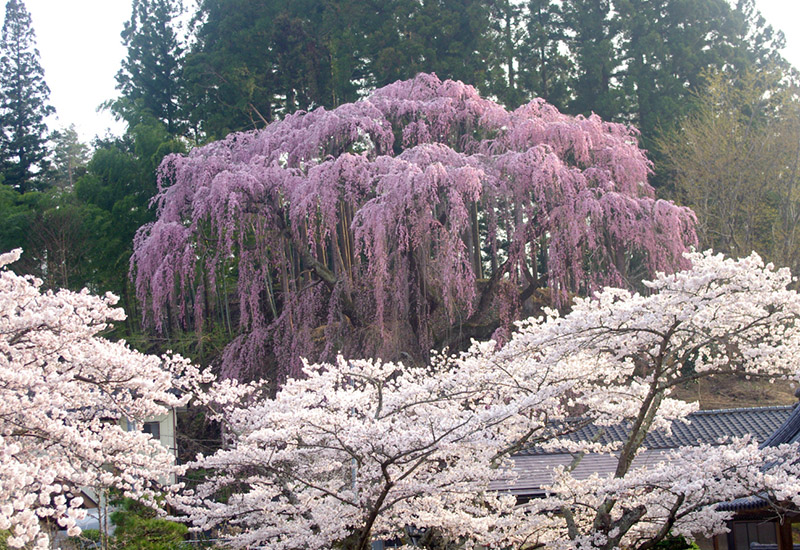 福聚寺