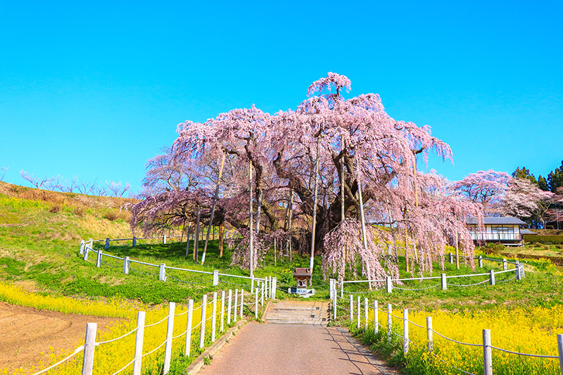三春滝桜