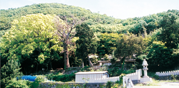 湯船山の樹林