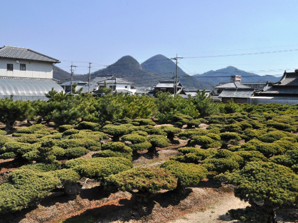 JA国分寺盆栽センター