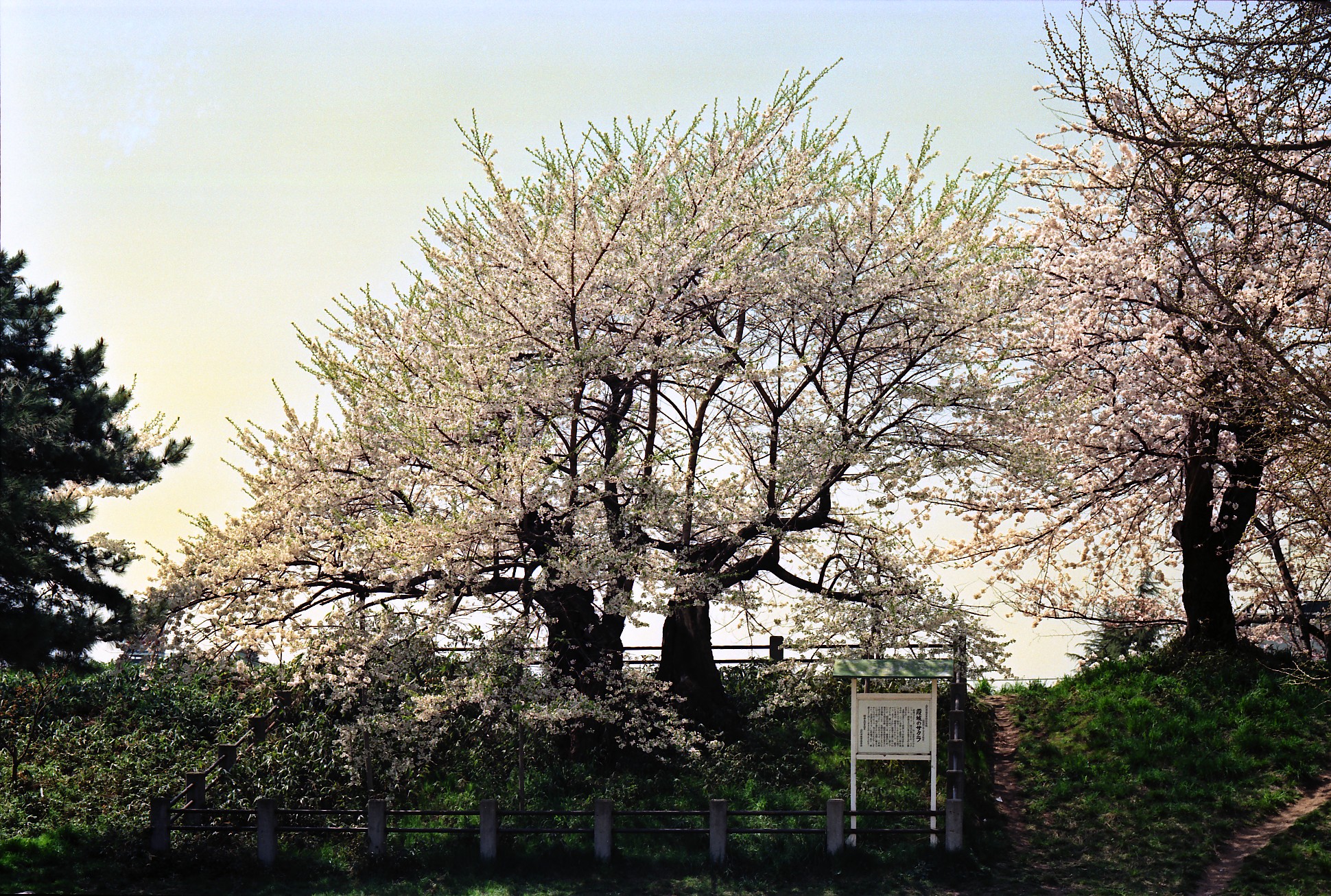 霞城の桜